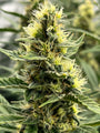 Elevated Potting Soil -the perfect living soil for organic cannabis