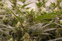 Elevated Potting Soil -the perfect living soil for organic cannabis