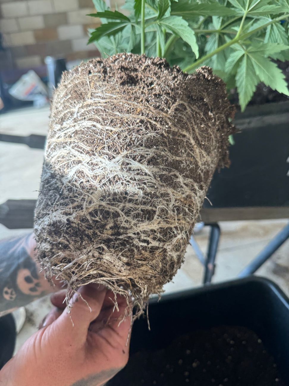 Elevated Potting Soil -the perfect living soil for organic cannabis