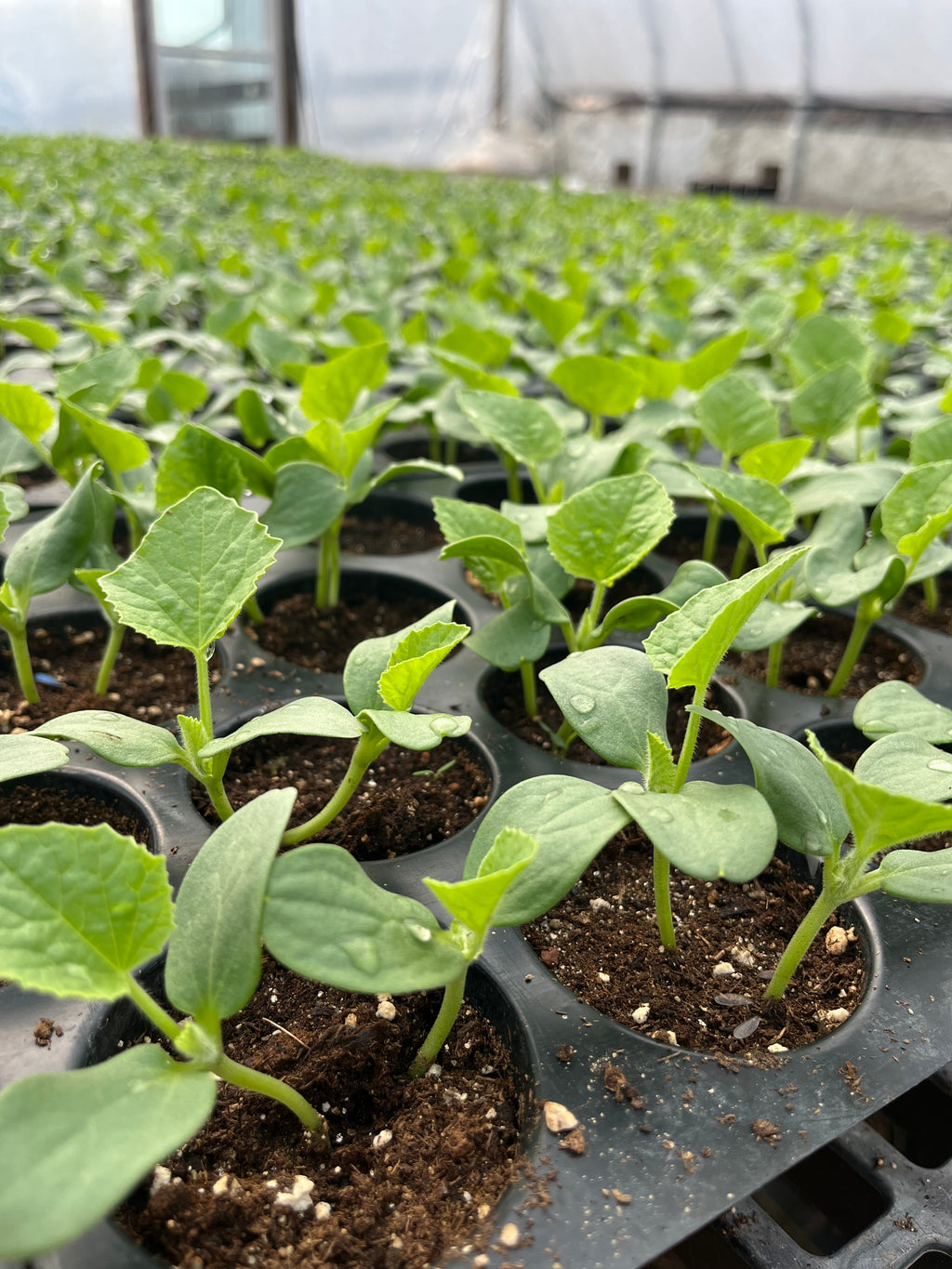 THE SEED CATAPULT professional organic growing mix