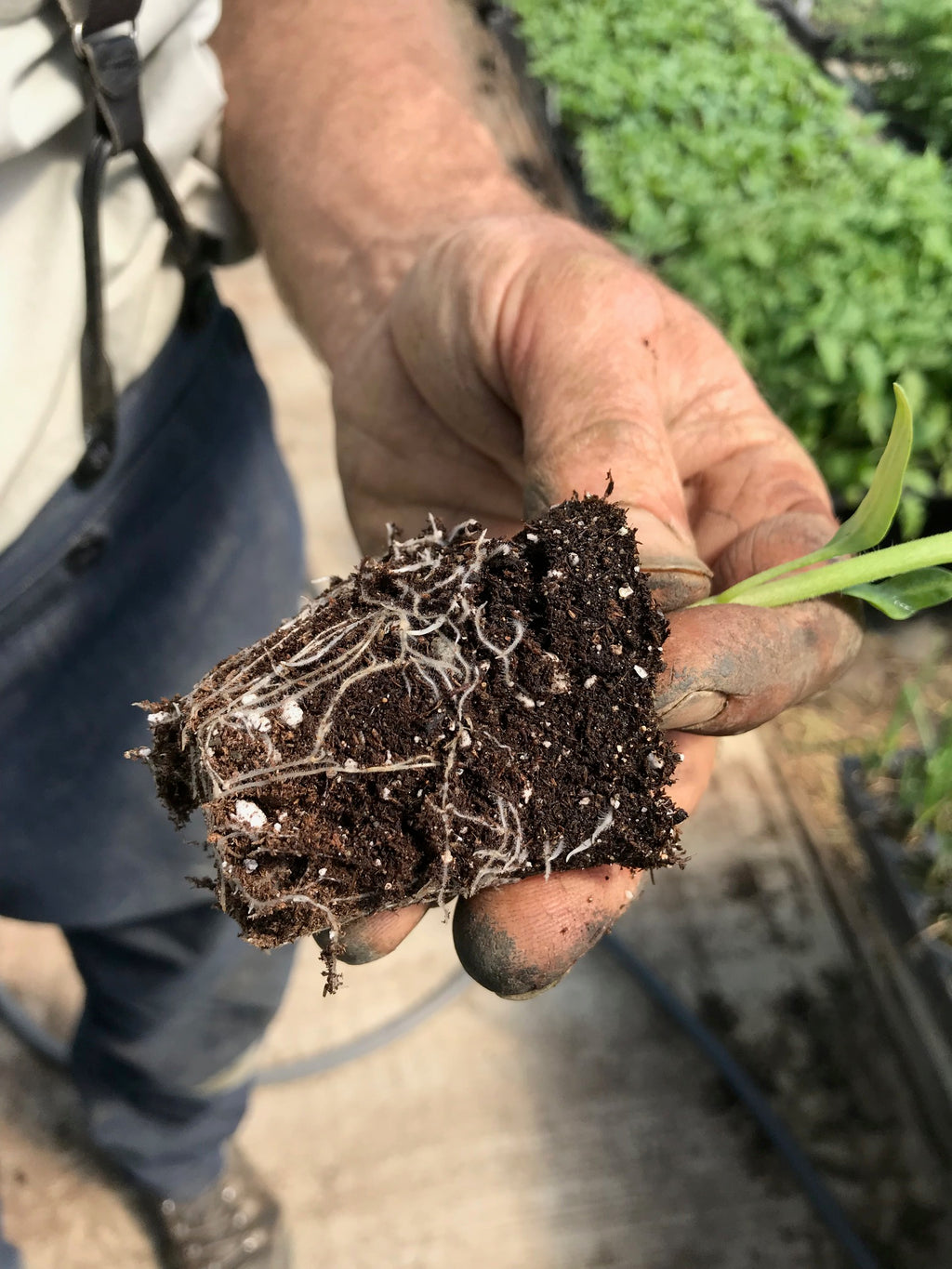 THE SEED CATAPULT professional organic growing mix
