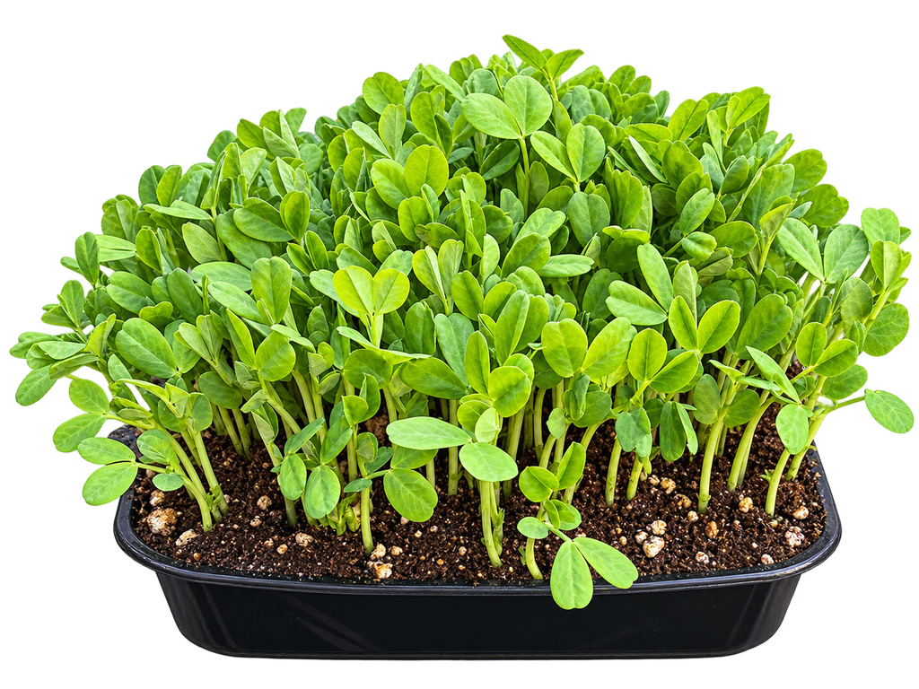 PLANT PRO POTTING SOIL