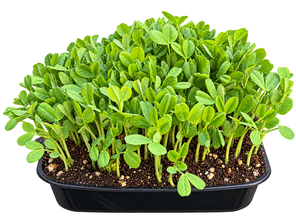 THE SEED CATAPULT professional organic growing mix