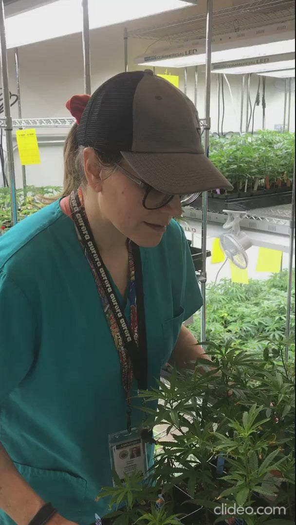 THE SEED CATAPULT professional organic growing mix