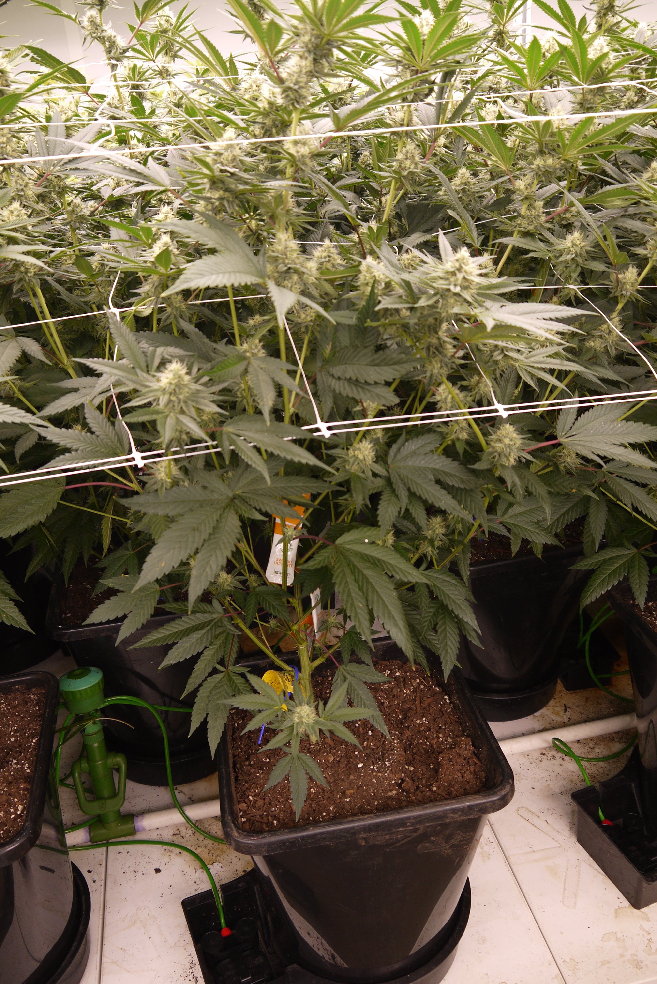 Elevated Potting Soil -the perfect living soil for organic cannabis