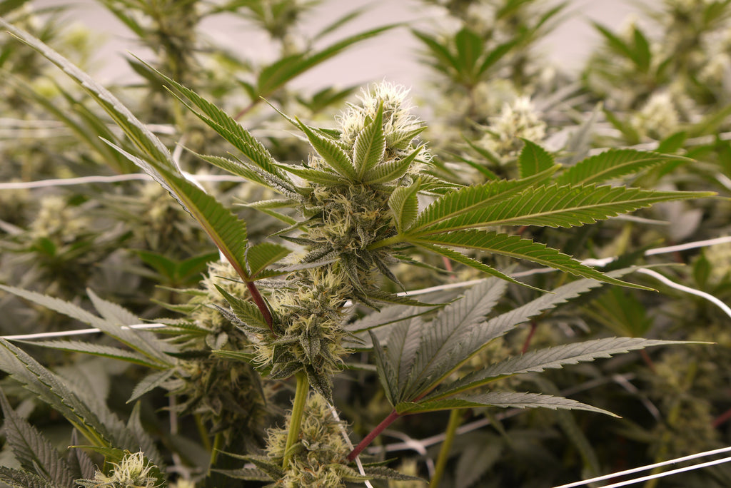 Elevated Potting Soil -the perfect living soil for organic cannabis